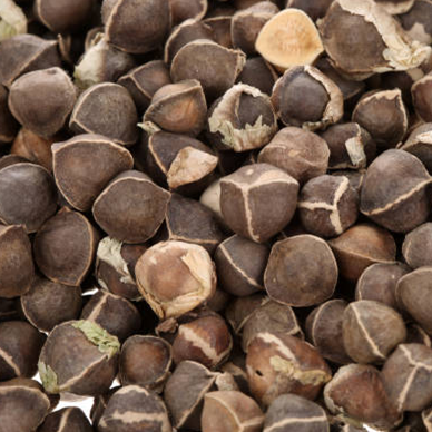 Moringa Seeds