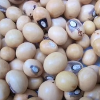 Bambara Nut