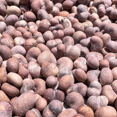 African Baobab Seeds